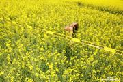 Aria Giovanni - Yellow Field of Flowers -r11li5exwf.jpg